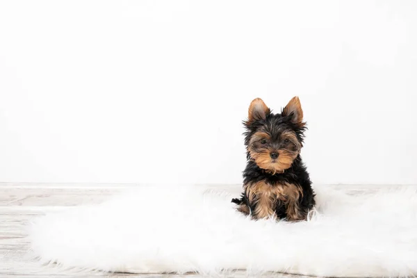 Yorkshire Terrier köpeği halının üstünde. Metin için yer