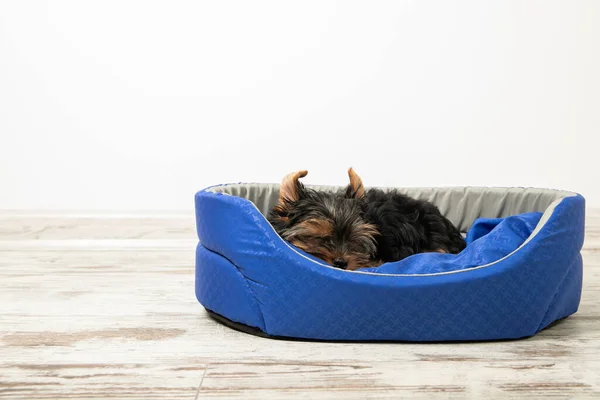Yorkshire Teriyeri 'nden bir köpek yavrusu köpek yatağında uyuyor. Uyu, rahatla
