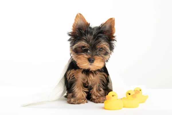 Küçük bir köpek yavrusu yıkıyorum. Yorkshire Terrier köpeği ve plastik ördek havlusu. Yorkshire Teriyeri