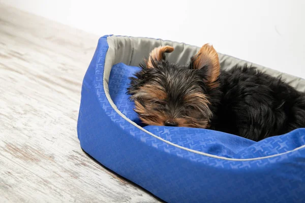 Yorkshire Teriyeri 'nden bir köpek yavrusu köpek yatağında uyuyor. Uyu, rahatla