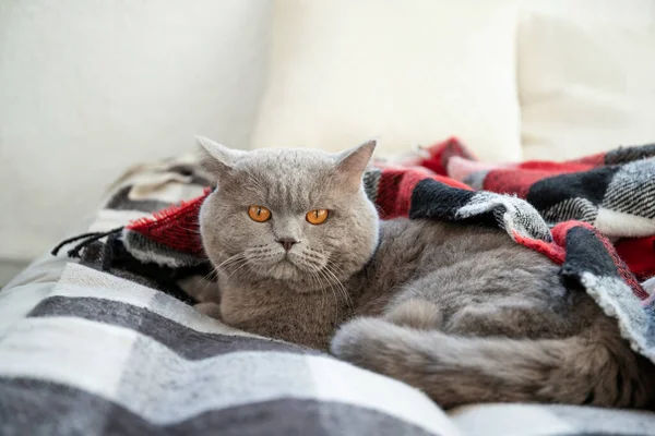 El gato yace en la cama. Relajación. Buenos días. Acogedor interior — Descanso, Piel - Stock Photo | #351394610