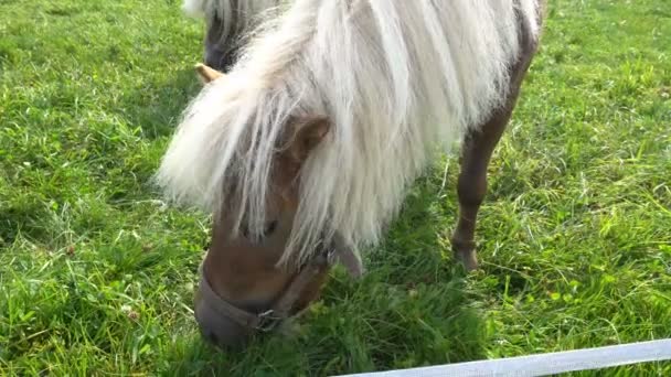 Cavalo de pônei miniatura comendo grama — Vídeo de Stock