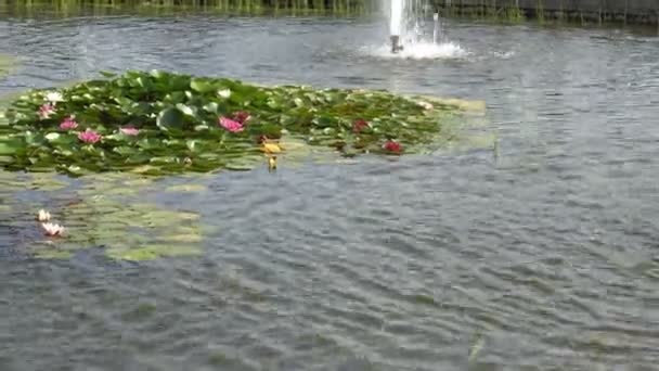 Красивый декоративный фонтан с водяными лилиями — стоковое видео