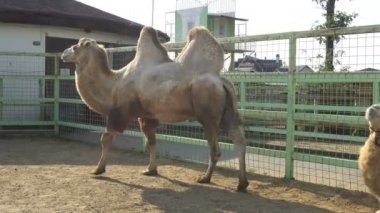 Ulusal parkta padok içinde sevimli deve