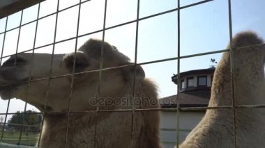 Ulusal parkta padok içinde sevimli deve