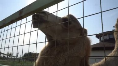 Ulusal parkta padok içinde sevimli deve