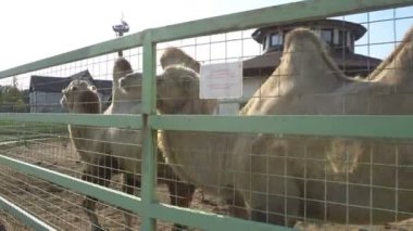 Ulusal parkta padok içinde sevimli deve