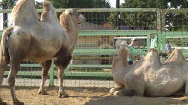 Ulusal parkta padok içinde sevimli deve