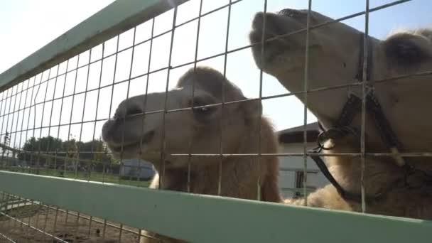 Милые верблюды в загоне в национальном парке — стоковое видео