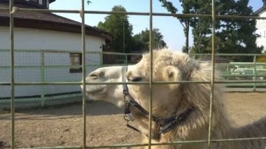 Ulusal parkta padok içinde sevimli deve