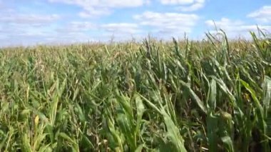 Mısır alan açık güneşli bir günde