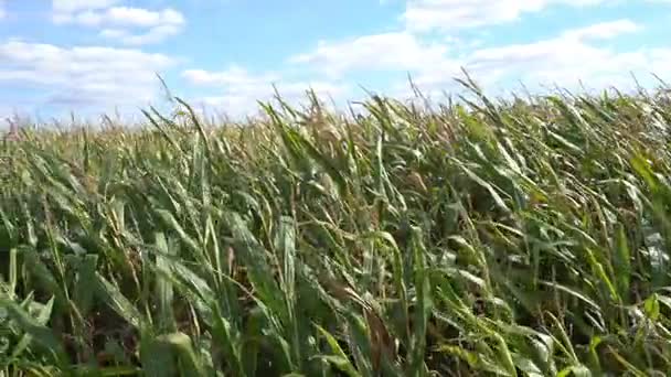 Кукурузное поле в ясный солнечный день — стоковое видео