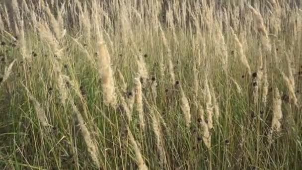 Ett vackert fält av gyllene spikelets i en klar solig dag — Stockvideo