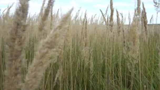 Ett vackert fält av gyllene spikelets i en klar solig dag — Stockvideo