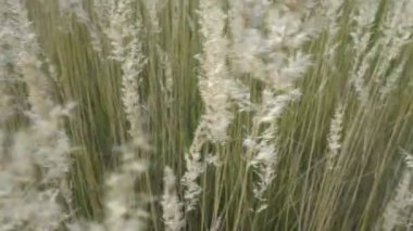 Altın spikelets açık güneşli bir günde güzel bir alan