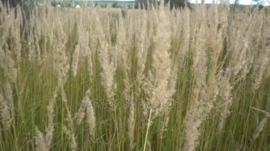 Altın spikelets açık güneşli bir günde güzel bir alan