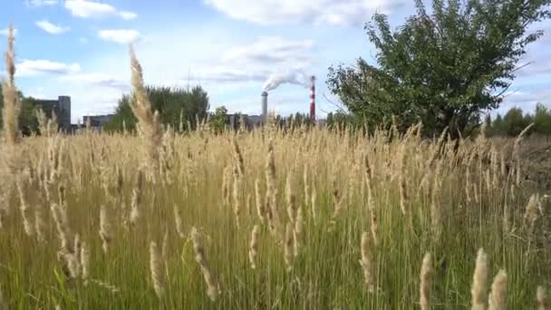 Gyllene vete majsfält och blå himmel i bakgrunden av en sockerfabrik — Stockvideo