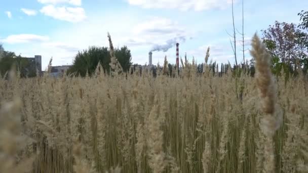 Кукурузное поле Золотая пшеница и голубое небо на фоне сахарного завода — стоковое видео