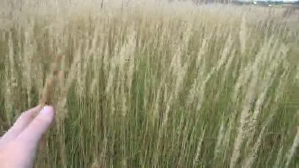 Mano de hombre corriendo por el campo de trigo. Mano masculina tocando espigas de trigo de cerca. Granjero. Concepto de cosecha — Vídeos de Stock