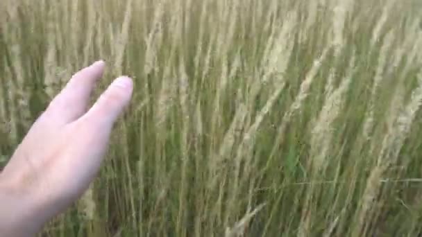 Рука людини проходить через пшеничне поле. Чоловіча рука торкається пшеничних вух крупним планом. Фермер. Концепція врожаю — стокове відео