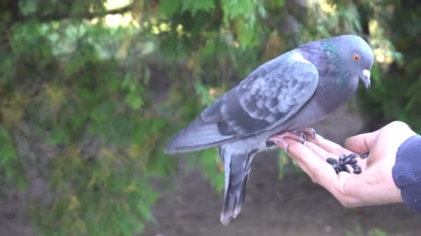 Голубь клюет семена, летящие на человеческой руке — стоковое видео