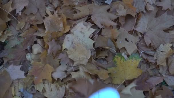 Die Beine eines Mannes, der im Park mit gelben Blättern spielt — Stockvideo