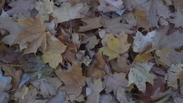 Les jambes d'un homme jouant avec des feuilles jaunes dans le parc — Video