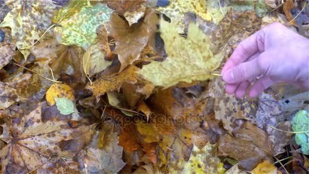 La mano del joven se levanta de la tierra hoja de otoño amarillo — Vídeos de Stock