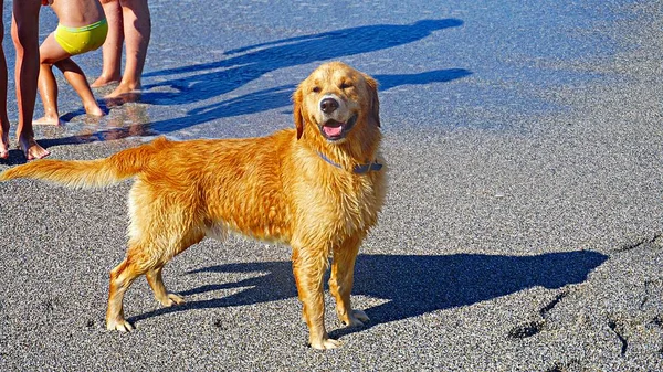 Akdeniz'de oynayan golden Retriever köpek. Onun sahibi ile oyun keyfi mutlu köpek yavrusu. Dostu köpek stok görüntü