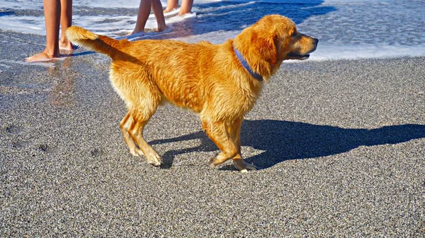 Akdeniz'de oynayan golden Retriever köpek. Onun sahibi ile oyun keyfi mutlu köpek yavrusu. Dostu köpek stok görüntü