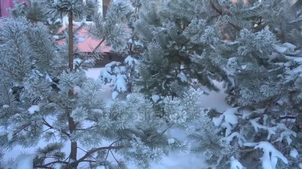 Schöne schneebedeckte Bäume und Kiefernnadeln mit weißem Reif bedeckt — Stockvideo