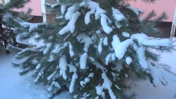 Όμορφα δέντρα καλυμμένα με χιόνι και βελόνα πεύκων που καλύπτεται με λευκό frost — Αρχείο Βίντεο