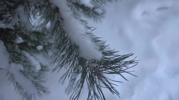 Hermosos árboles cubiertos de nieve y aguja de pino cubierta de escarcha blanca — Vídeo de stock