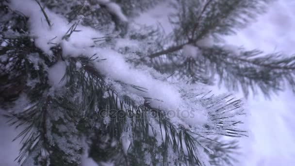 Vackra snötäckta träd och pine nål täckt med vit frost — Stockvideo