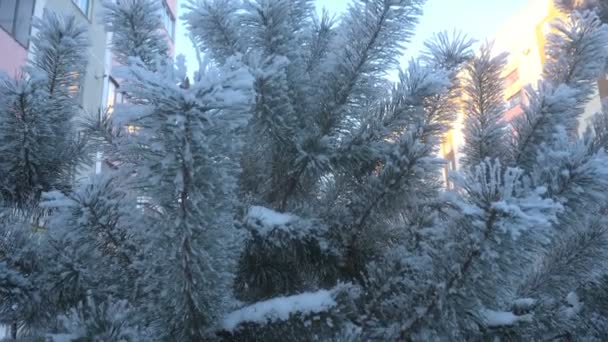 Όμορφα δέντρα καλυμμένα με χιόνι και βελόνα πεύκων που καλύπτεται με λευκό frost — Αρχείο Βίντεο