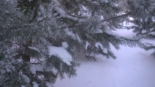 美しい雪に覆われた木々 や白い霜で覆われた松葉 — ストック動画