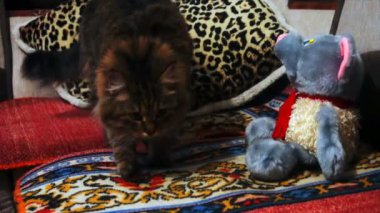 pelüş oyuncak koklama kedi