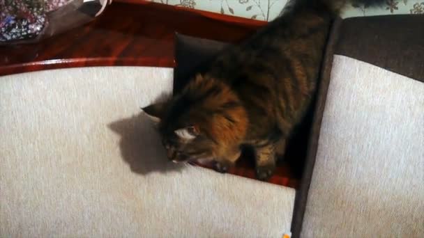 Neugierige Katze versucht ins Abteil auf der Couch zu gelangen — Stockvideo