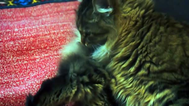 Hermoso marrón gato lava cámara lenta — Vídeo de stock