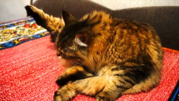 Hermoso marrón gato lava cámara lenta — Vídeos de Stock