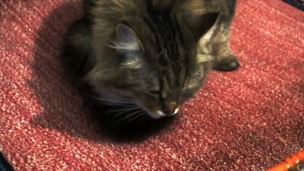 Όμορφη καφέ γάτα πλένει αργή κίνηση — Αρχείο Βίντεο