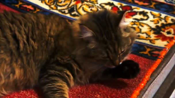 Красивая коричневая кошка моет замедленное движение — стоковое видео