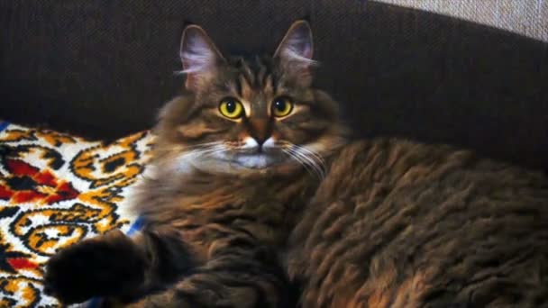 Portrait of a beautiful gray cat in a dark room — Stock Video