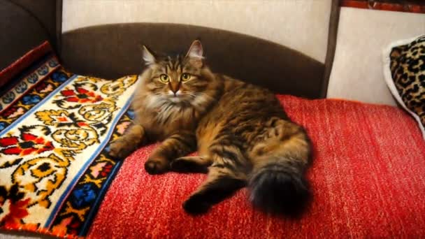 Retrato de un hermoso gato gris en una habitación oscura — Vídeo de stock