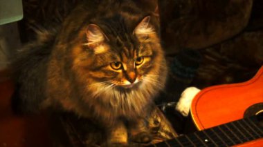 karanlık bir odada güzel bir gri kedi portresi