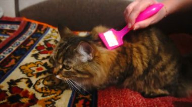 Kadın uyuyordu kedi kürk tarak. Gri kedi yalanlar üzerine battaniye