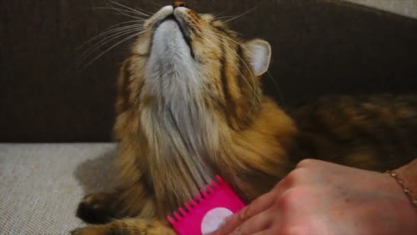 La mujer peina una piel de gato dormida. gato gris mentiras en manta — Vídeos de Stock
