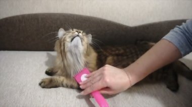 Kadın uyuyordu kedi kürk tarak. Gri kedi yalanlar üzerine battaniye