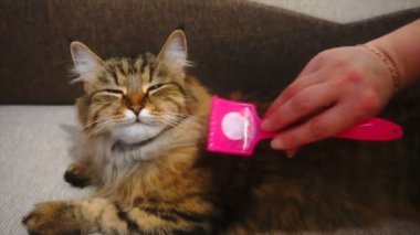 Kadın uyuyordu kedi kürk tarak. Gri kedi yalanlar üzerine battaniye