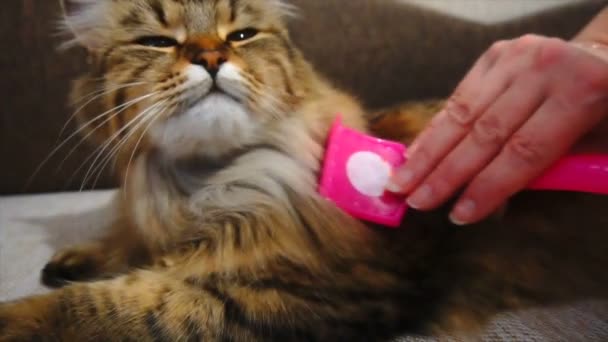 Kobieta grzebienie spychania futro kotów. Szary kot leży na kocu — Wideo stockowe